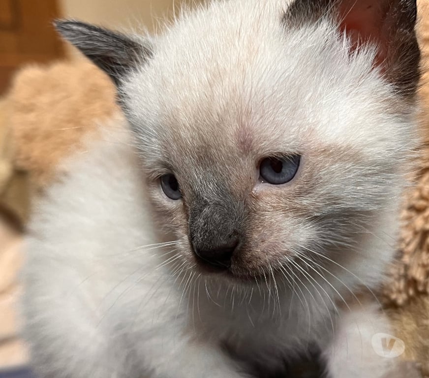 Gatos en Venta Concepción Hualpén - Fotos de Gatos gatitos siames Hualpén Concepción 8va región VIII