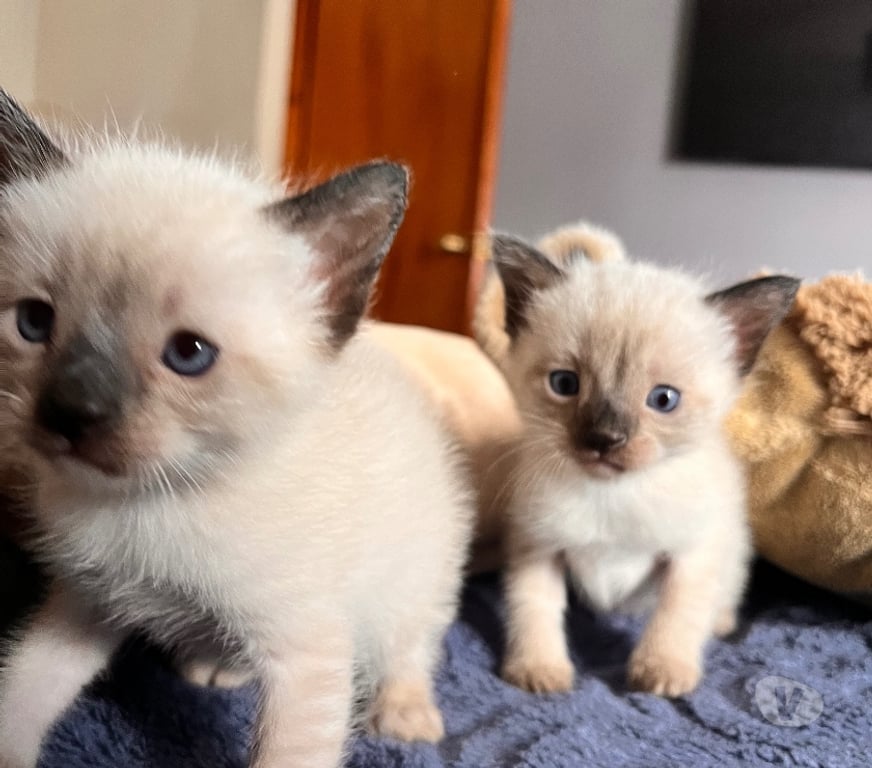 Gatos en Venta Concepción Hualpén - Fotos de Gatos gatitos siames Hualpén Concepción 8va región VIII