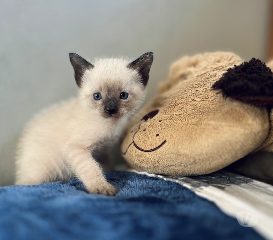 Gatos en Venta Concepción Hualpén - Fotos de Gatos gatitos siames Hualpén Concepción 8va región VIII