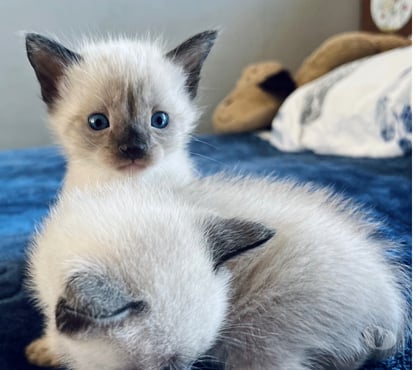 Mascotas en Chile Hualpén Concepción - Fotos de Gatos gatitos siames Hualpén Concepción 8va región VIII