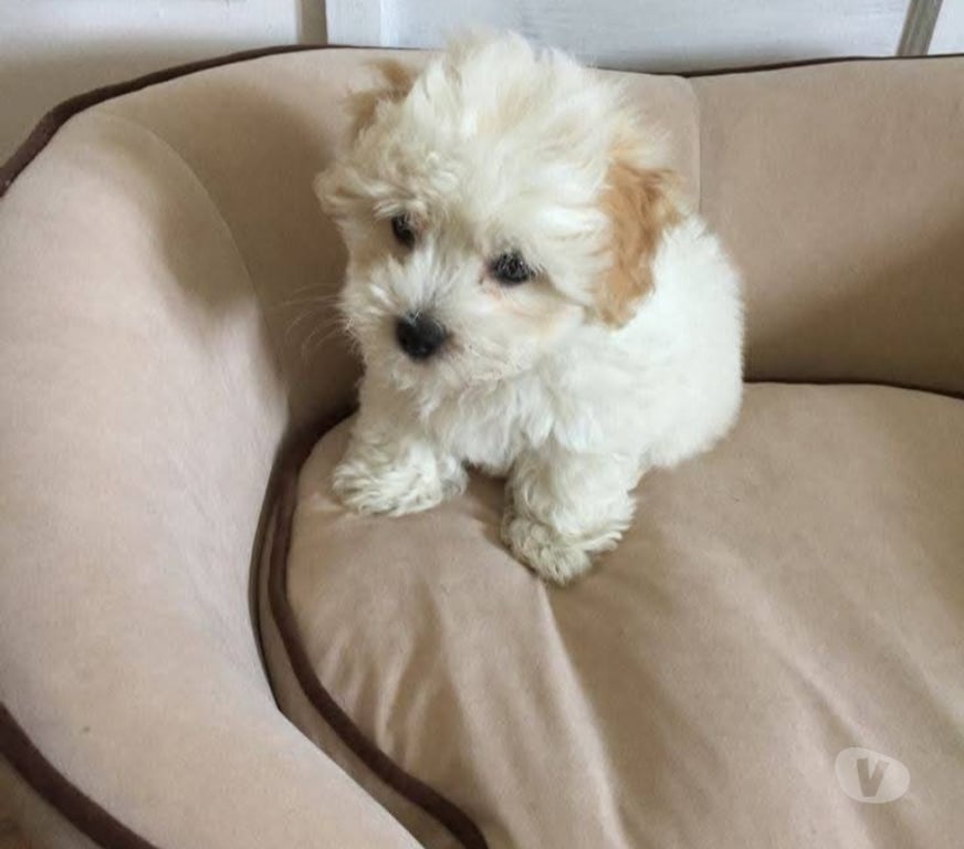 Gatos en Venta Santiago La Reina - Fotos de Poodle y maltés micro toy 140.000