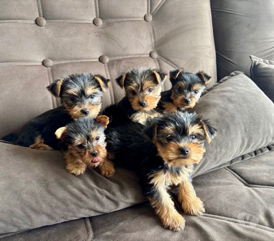 Gatos en Venta Valparaíso Villa Alemana - Fotos de Cachorros Yorkshire