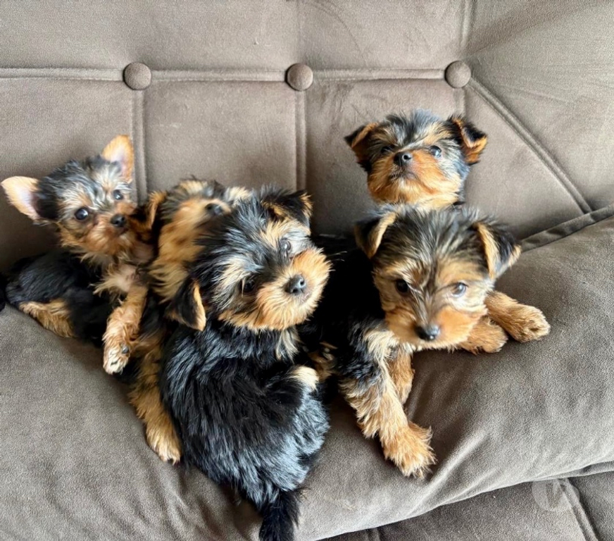 Gatos en Venta Valparaíso Villa Alemana - Fotos de Cachorros Yorkshire