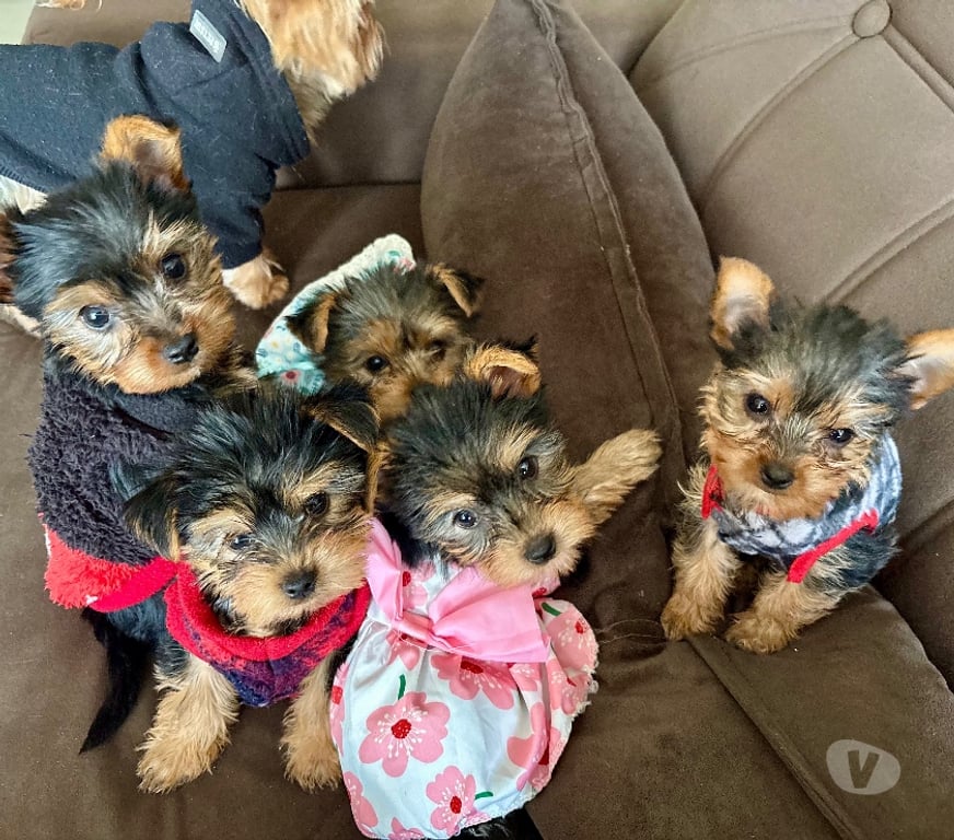 Gatos en Venta Valparaíso Villa Alemana - Fotos de Cachorros Yorkshire