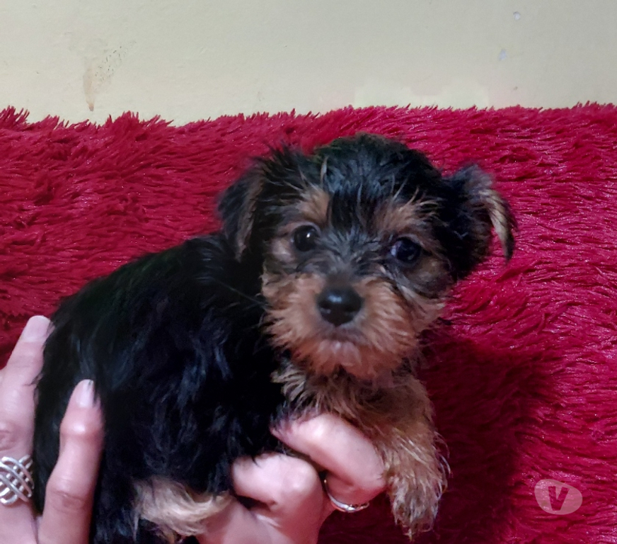 Gatos en Venta Quillota Limache - Fotos de Cachorritos yorkshire