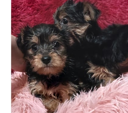 Venta de Mascotas Limache Quillota - Fotos de Cachorritos yorkshire
