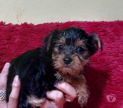 Venta de Mascotas Limache Quillota - Fotos de Cachorritos yorkshire