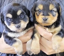 yorkshire terrier HEMBRA