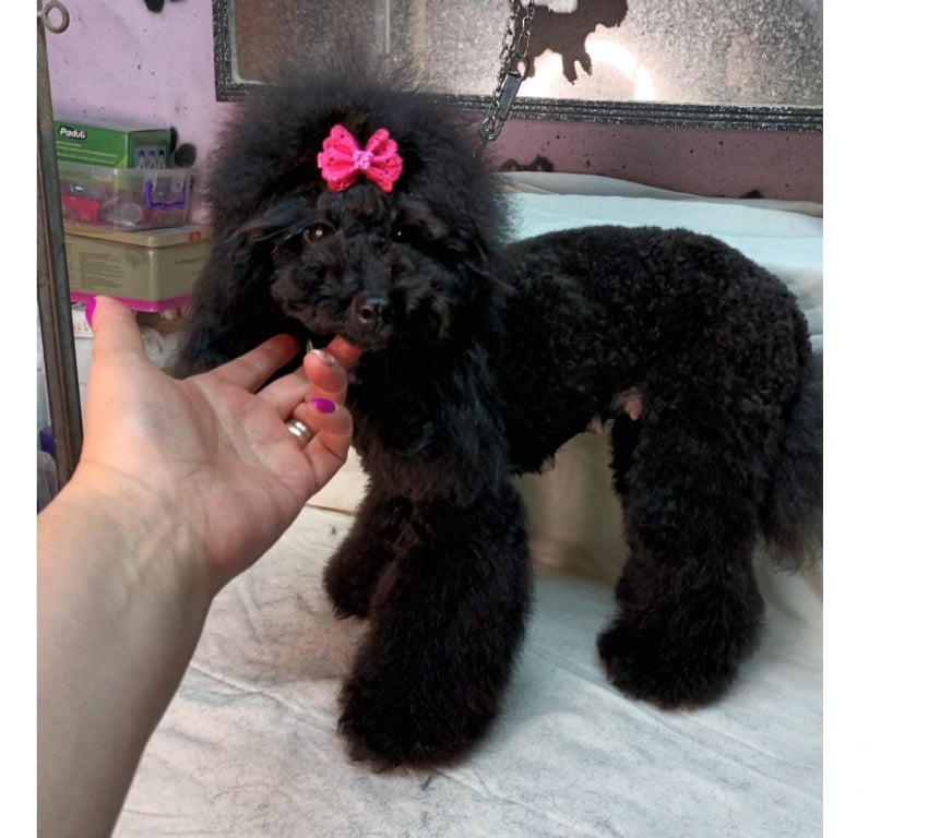 Gatos en Venta Santiago Maipú - Fotos de Hermoso Machito Poodle Toys