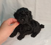 Hermoso Machito Poodle Toys