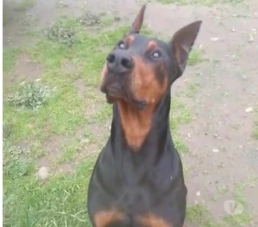 Gatos en Venta Talca Talca - Fotos de Doberman hembra