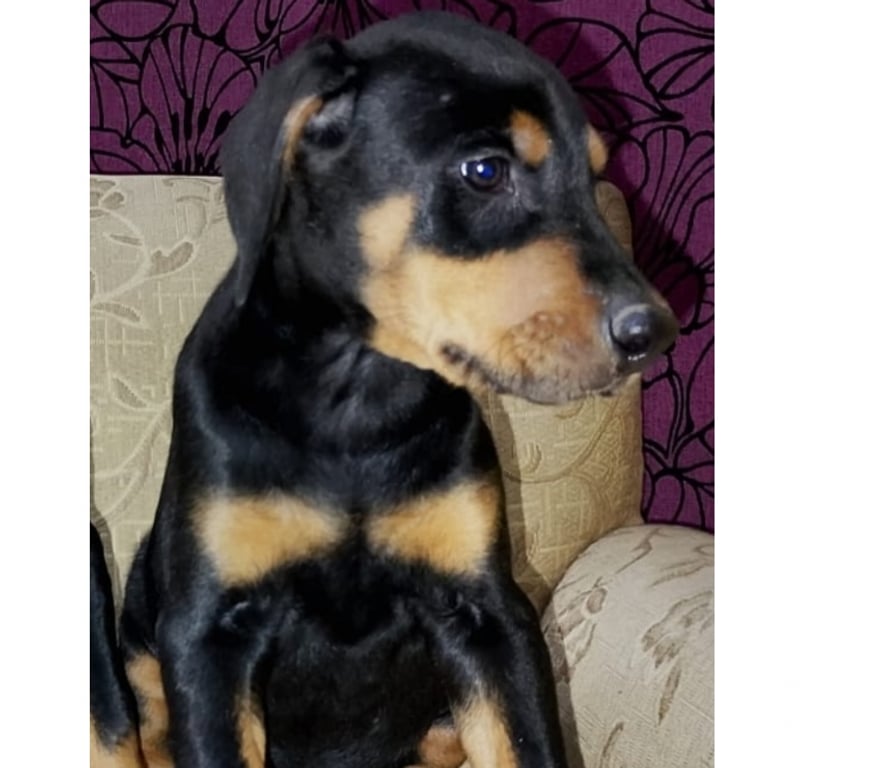 Gatos en Venta Talca Talca - Fotos de Doberman hembra