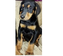 Doberman hembra