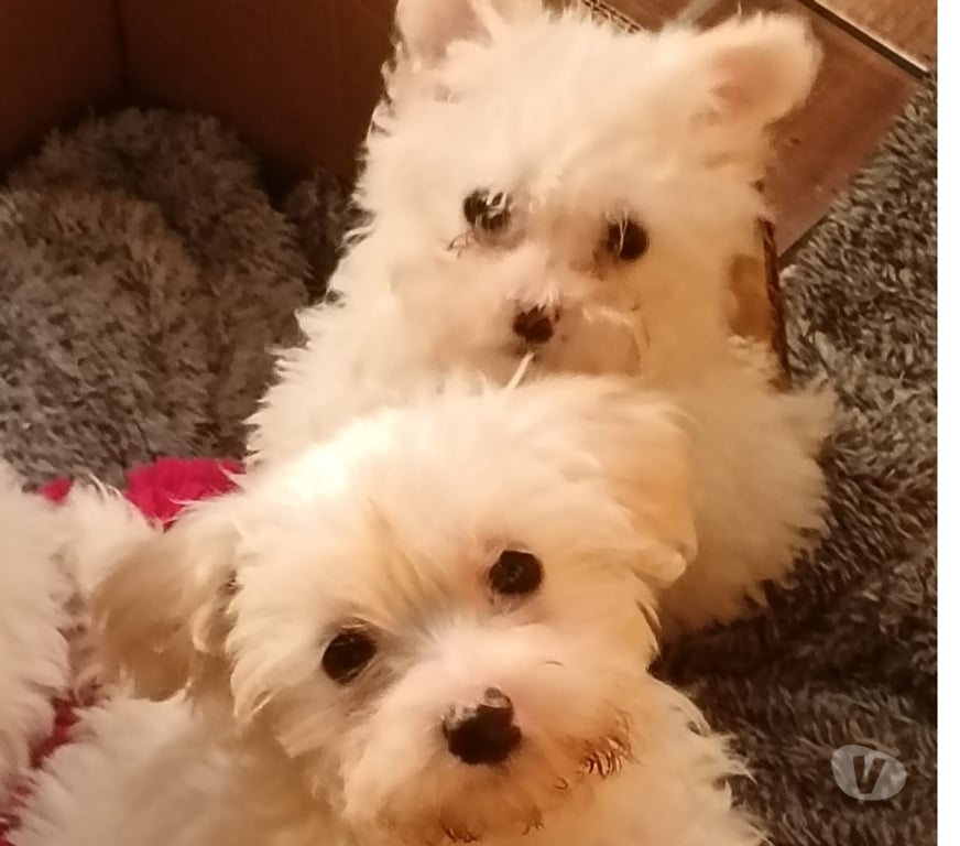Gatos en Venta Santiago La Granja - Fotos de Maltipoo cachorritos