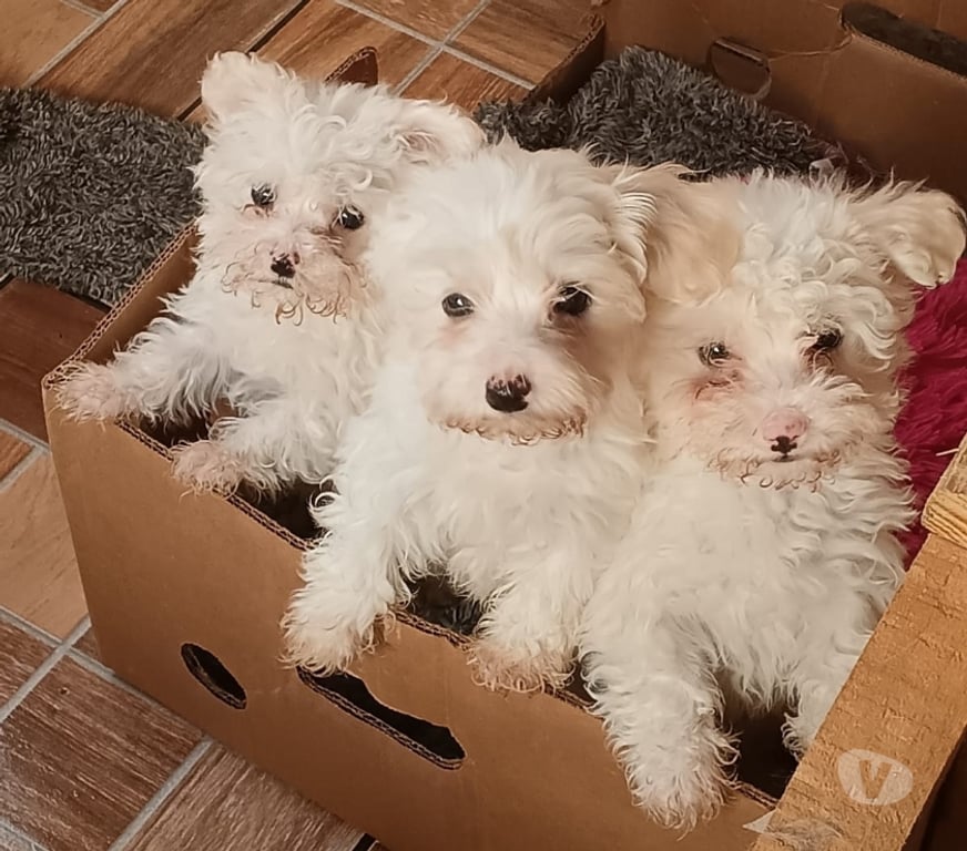 Gatos en Venta Santiago La Granja - Fotos de Maltipoo cachorritos