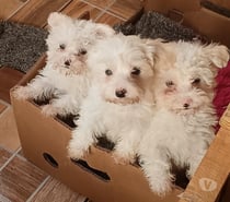 Maltipoo cachorritos