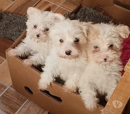 Venta de Mascotas La Granja Santiago - Fotos de Maltipoo cachorritos