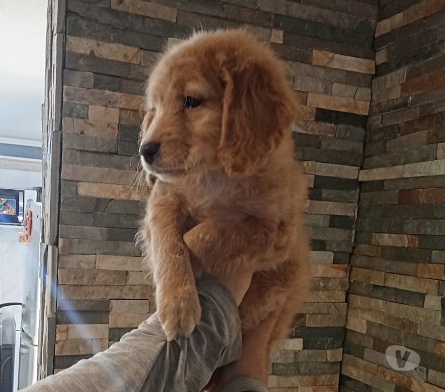 Gatos en Venta Santiago Estación Central - Fotos de Cachorritos Golden retriver