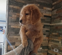 Cachorritos Golden retriver