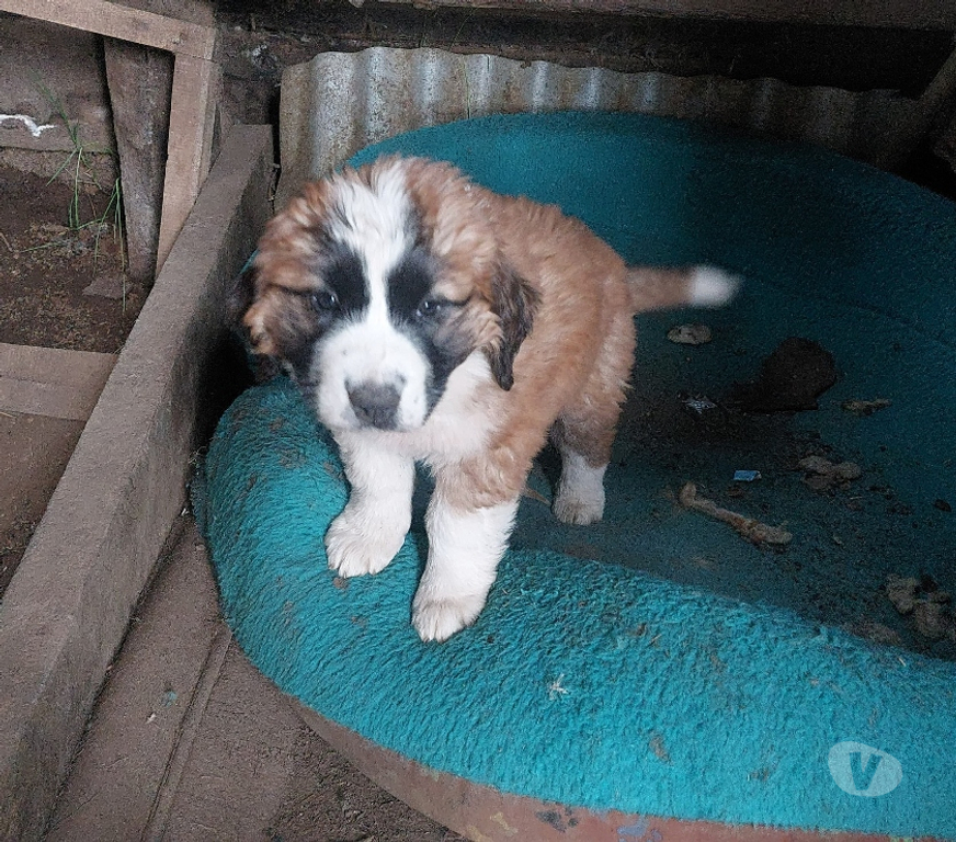 Gatos en Venta Llanquihue Puerto Montt - Fotos de San Bernardo cachorros