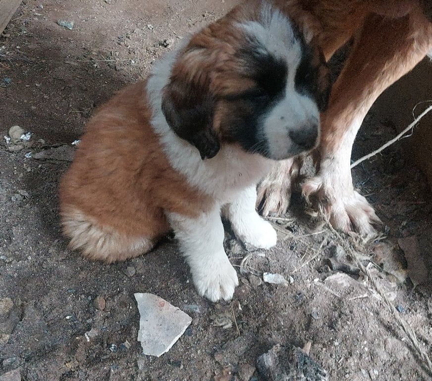 Gatos en Venta Llanquihue Puerto Montt - Fotos de San Bernardo cachorros