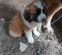 San Bernardo cachorros