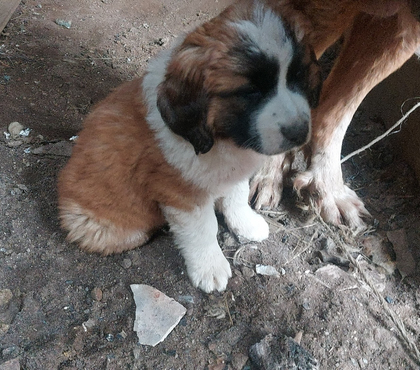 Mascotas en Venta Puerto Montt Llanquihue - Fotos de San Bernardo cachorros