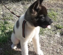 Lindos cachorros akita americano