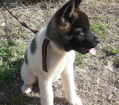 Gatos en Venta Peñaflor Talagante - Fotos de Lindos cachorros akita americano