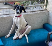 OLIVIA, Fox Terrier Chileno