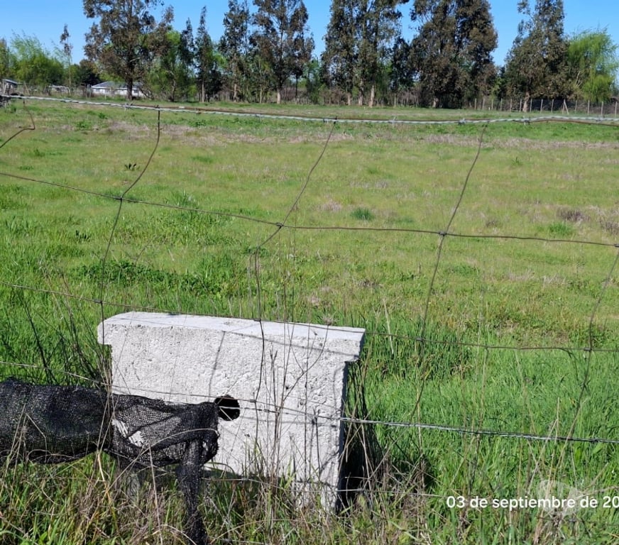 Parcelas en Venta Ñuble Chillán - Fotos de VENDO PARCELA EN ORO VERDE, SECTOR VEGA DE REYES