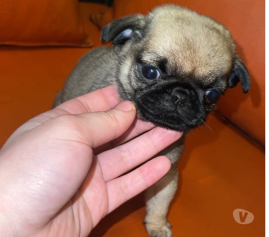 Gatos en Venta Valparaíso Viña del Mar - Fotos de Hermosos Cachorritos pugs entrega inmediata 😍
