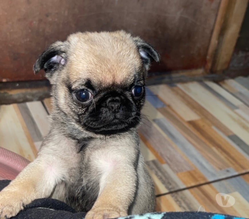 Gatos en Venta Valparaíso Viña del Mar - Fotos de Hermosos Cachorritos pugs entrega inmediata 😍