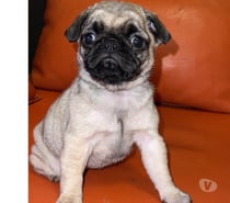 Hermosos Cachorritos pugs entrega inmediata 😍