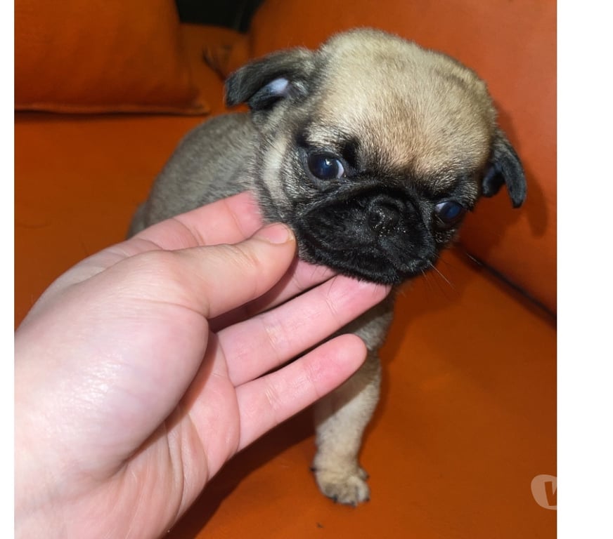Gatos en Venta Valparaíso Concón - Fotos de Pugsitos entrega inmediata 😍