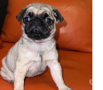Pugsitos entrega inmediata 😍