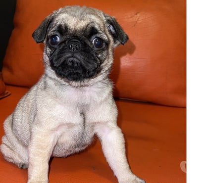 Mascotas en Chile Concón Valparaíso - Fotos de Pugsitos entrega inmediata 😍