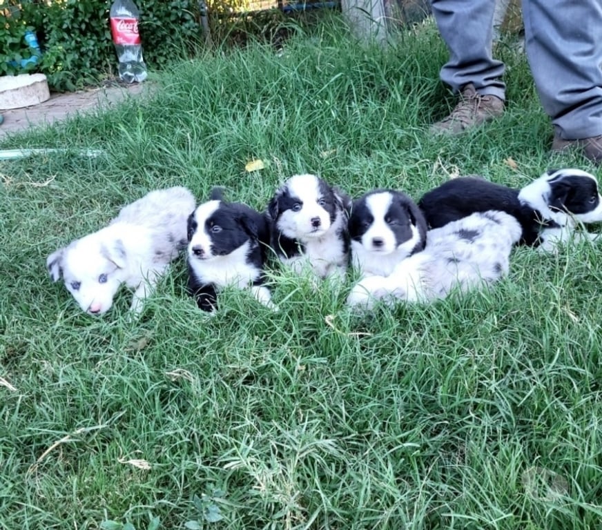 Gatos en Venta Maipo Buin - Fotos de Cachorros border collie