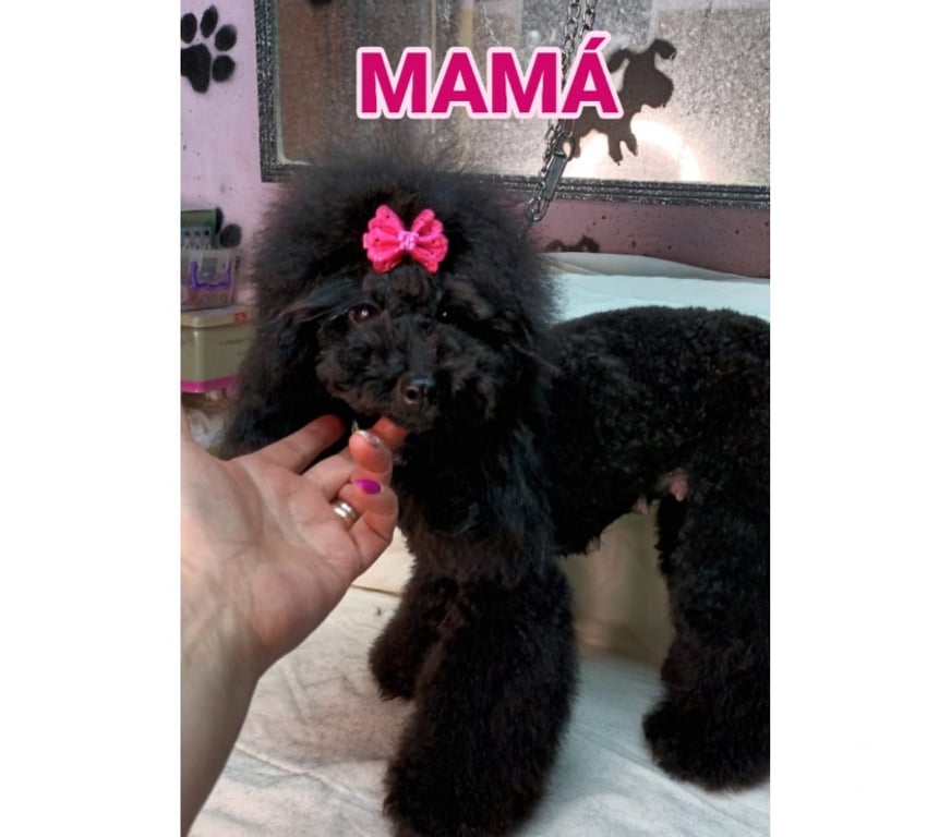 Gatos en Venta Santiago Santiago - Fotos de Hermoso Poodle toys