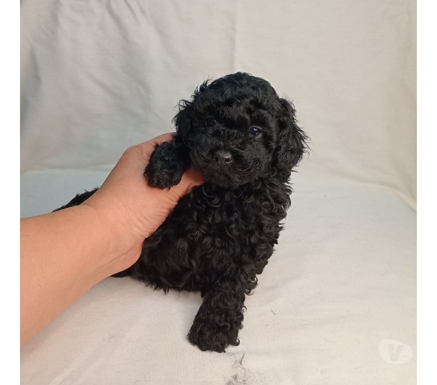 Gatos en Venta Santiago Santiago - Fotos de Hermoso Poodle toys