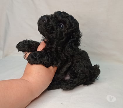 Perros en Venta Santiago Santiago - Fotos de Hermoso Poodle toys