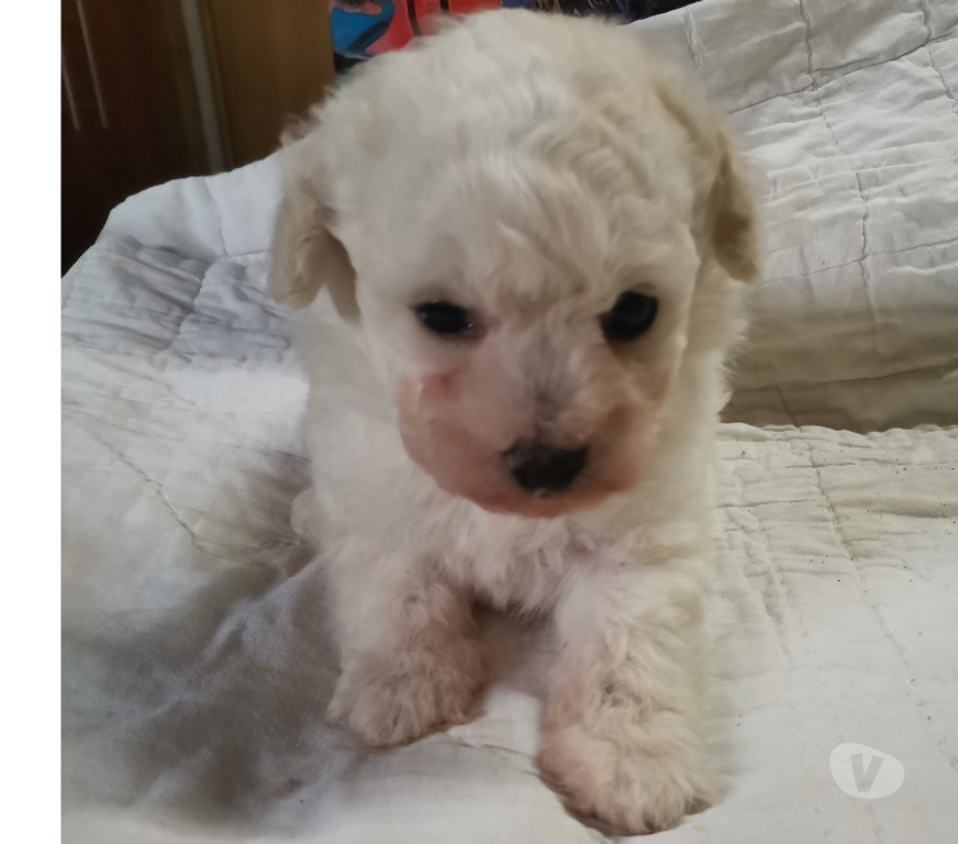 Gatos en Venta Melipilla Melipilla - Fotos de Venta hermoso Poodle Microtoy