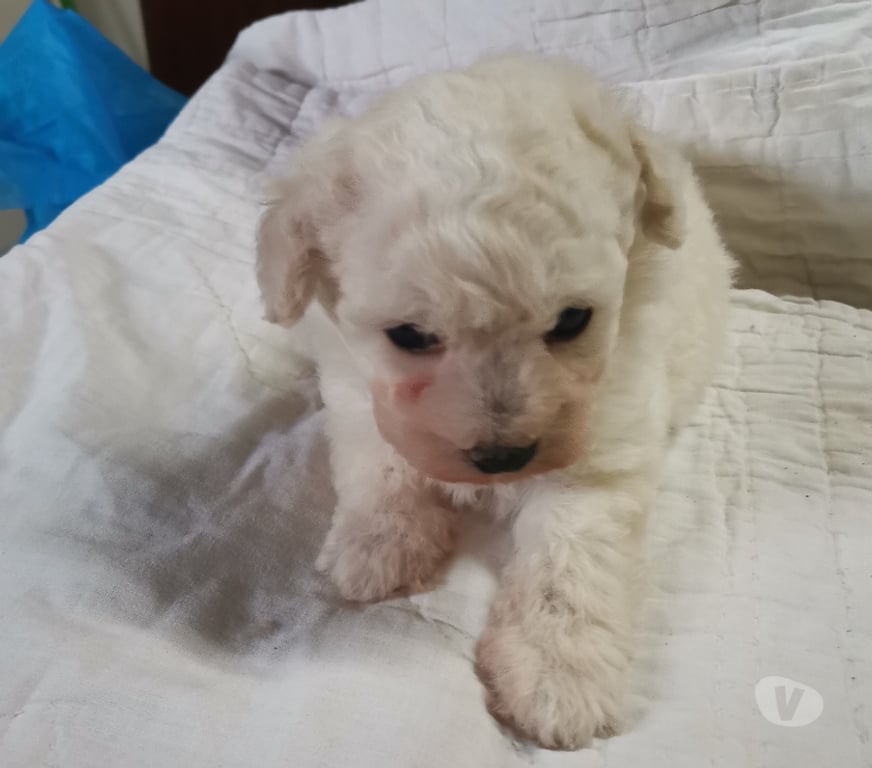 Gatos en Venta Melipilla Melipilla - Fotos de Venta hermoso Poodle Microtoy