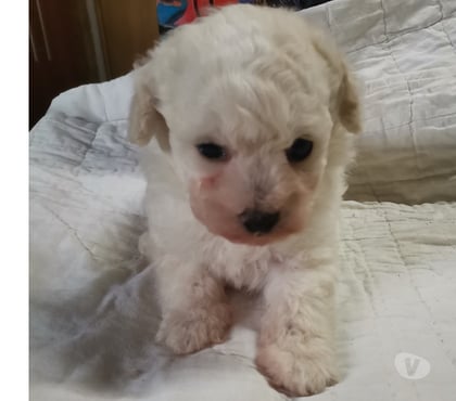 Mascotas en Venta Melipilla Melipilla - Fotos de Venta hermoso Poodle Microtoy