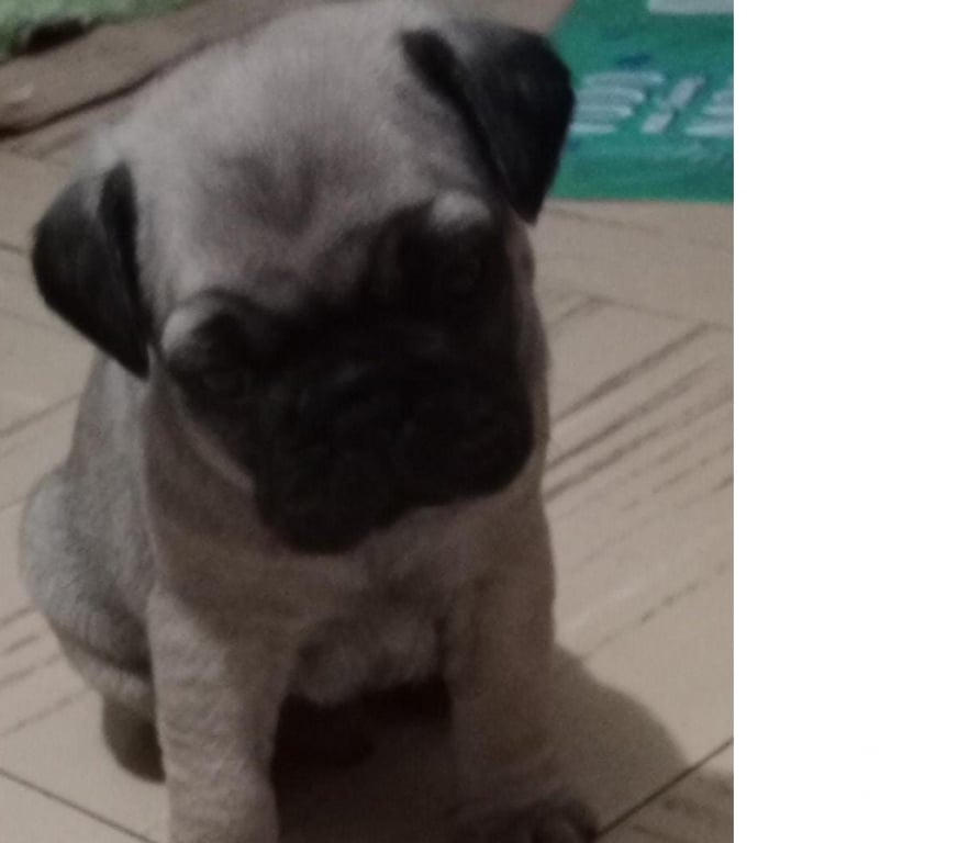 Gatos en Venta Antofagasta Antofagasta - Fotos de Perritos pug en venta Antofagasta