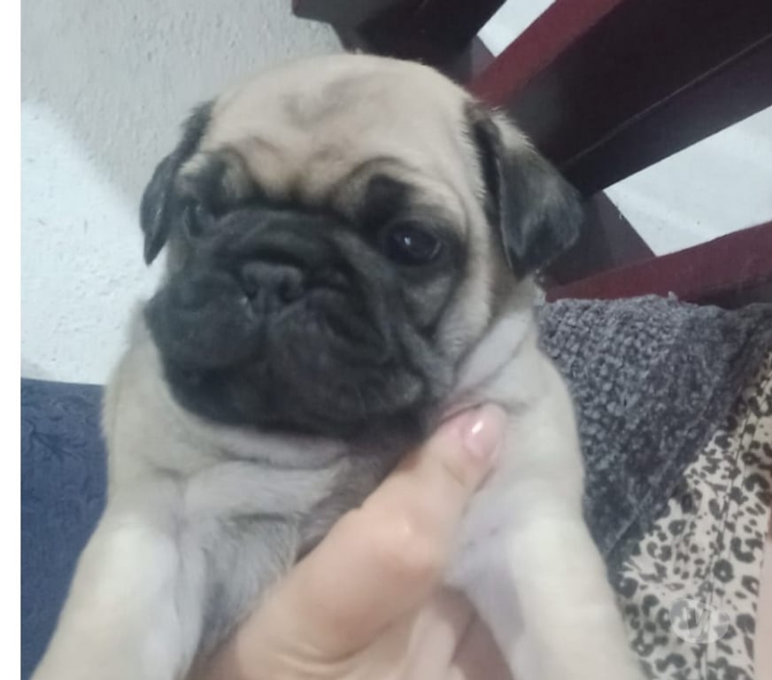 Gatos en Venta Antofagasta Antofagasta - Fotos de Perritos pug en venta Antofagasta