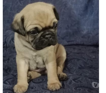 Gatos en Venta Antofagasta Antofagasta - Fotos de Perritos pug en venta Antofagasta