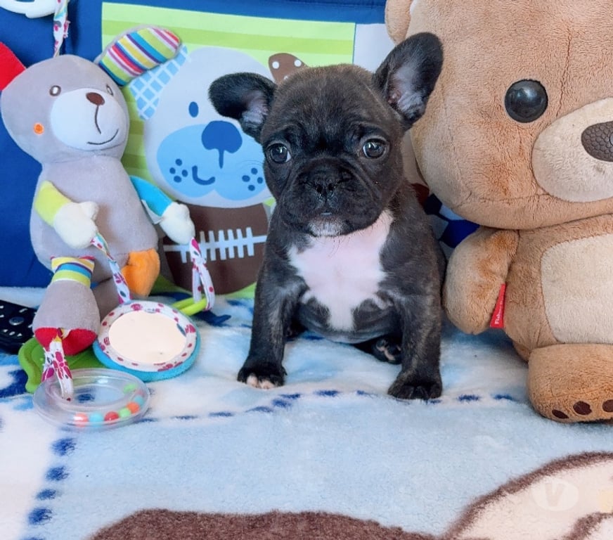 Gatos en Venta Santiago La Cisterna - Fotos de Hermosa hembra bulldog francés $330.000.- 930063937