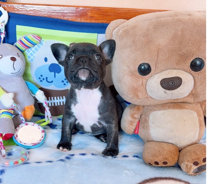 Gatos en Venta Santiago La Cisterna - Fotos de Hermosa hembra bulldog francés $330.000.- 930063937