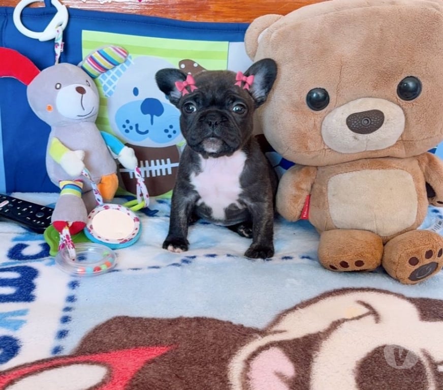 Gatos en Venta Santiago La Cisterna - Fotos de Hermosa hembra bulldog francés $330.000.- 930063937